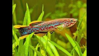 11 different types of Killifish