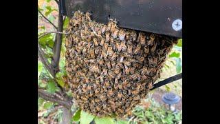 A Swarm on a Mailbox Feb 2023