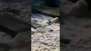 Сестрорецк. Шипучка #рыбалка