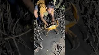 Giant mud crab #fishing #crabing