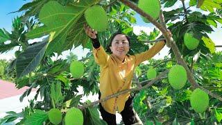 Harvest breadfruit and bring them to the market sell, cooking | Emma Daily Life