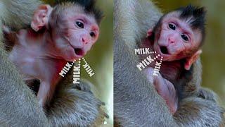 Milk... Milk... O.M.G Lovely newborn baby monkey crying call mum nursing her, Cinn very hungry