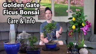 Golden Gate Ficus Bonsai Care & Information (Ficus microcarpa)