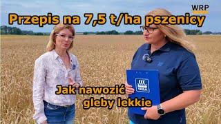 Przepis na 7,5 t/ha pszenicy na glebach lekkich. Nawożenie ekonomiczne z dobrym efektem plonowania