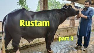 Top level Usva Bloodline || Rustam, Champion Buffalo Bulls || Ch Irfan Ali Gujjar | Hafiz Azhar jutt