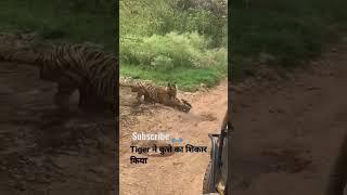 #Ser ne daboch liya# kute ko & short#video/funny#chandan kumar# 