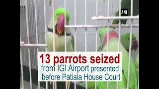 13 parrots seized from IGI Airport presented before Patiala House Court