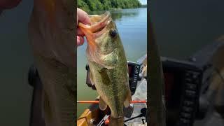 Largemouth bass Caught While Kayak Fishing!! #shorts