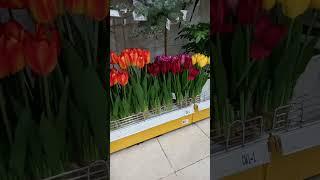 BEAUTIFUL AND COLORFUL FLOWERS#short#colorful#flower#beautiful