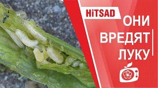 Лук - сорта и вредители. Как вырастить Лук из севка - Hitsad TV