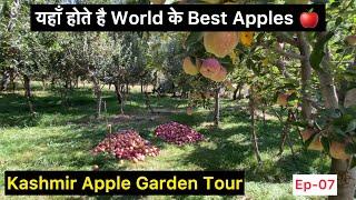 Kashmir - beautiful Apple Garden | Pahalgam | Apple orchard tour | Kashmir trip Ep 07