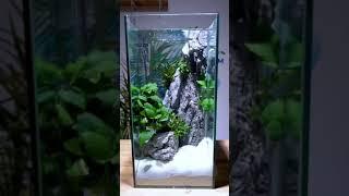 Aquarium Decoration Idea | Tiger Barb  Fish Tank