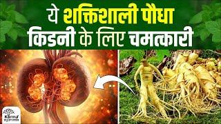 ये पौधा किडनी के लिए चमत्कारी | Ayurvedic Medicine for Kidney | Karma Ayurveda Reviews | #kidney