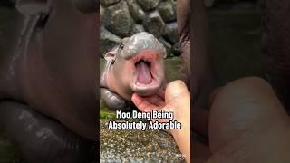 Moo Deng Being Absolutely Adorable 
