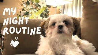 Shih Tzu Puppy's Night Routine | Bedtime Routine