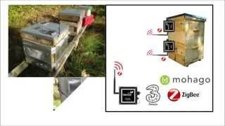 (2B)OR!(2B): From the Beehive to the Cloud and Back