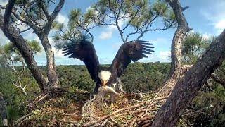 Beau and fish American Eagle FoundationNEFL Cam 2 - Live Bald Eagle Cam / NEFL Cam 4