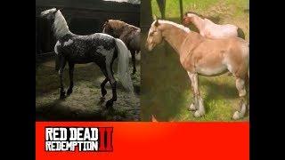 RDR 2 Глитч на всех секретных лошадей