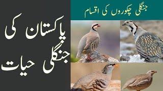 Wild Chakors of Pakistan | Chukar - Himalayan Snowcock - See See Partridge | Wildlife of Pakistan