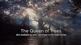 The Queen of Trees - OFFICIAL