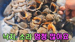 낙지, 소라가 남기는 흔적! 이 흔적만 알면 무조건 한가득 잡습니다 #해루질, #소라, #낙지