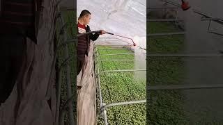 This sprinkler is great for seedlings and saves you time #agriculture#fyp #b2b #shorts