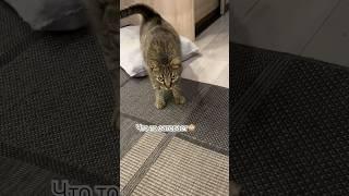 #shortvideo #yutubeshorts #кот #youtube #cat #веселыекоты #котик  #прикольныекоты