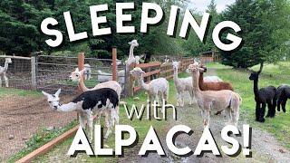 Alpaca Fun Facts | What You Need to Know About Alpacas!