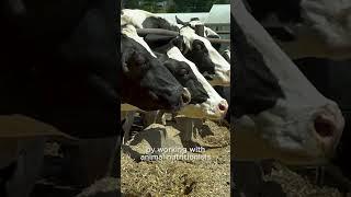 Dairy Cow Nutrition