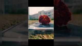 Try this photography idea with your phone #flowerphotography