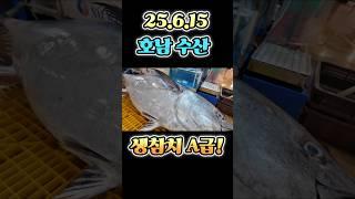 생 참치 등장! 초A급 25.6.15 최저가 딱! 오늘 하루만 긴급 공개! #수산시장 #seafood #어시장 #참치 #노량진 #맛집