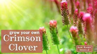 Sow Right Seeds | Crimson Clover