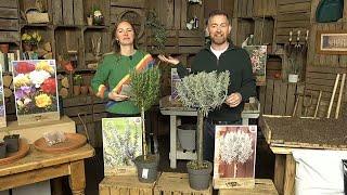 LIVE Gardening Bargains and your Questions Answered