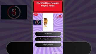beagle quiz clip3 #viralshort ,#shorts