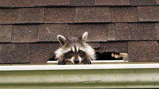 Roof damage is often the result of raccoons searching for a place to nest