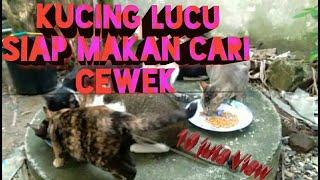 KUCING LUCU SIAP MAKAN CARI CEWEK#zahrachannel#kucinglucu#kucing#catlover#pecintahewan#viral#cat