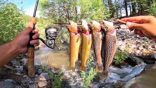 CATCH & COOK 4 SPECIES of TROUT!!! (Brown, Tiger, Brook, Cutthroat)