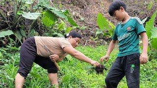 A single mother and her son take care of an onion garden that only lives in wet areas - Hoa Thi Thom