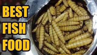 BEST NUTRITION RICH FOOD FOR YOUR FISH | GROW YOUR FISHES FASTER | AnimalHolic