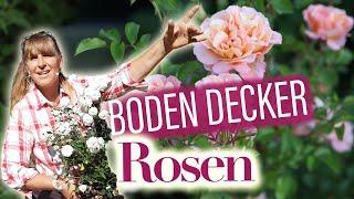 BodenDeckerRosen pflanzen u. schneiden | Fluch oder Segen? Die 13 beliebtesten ROSEN (Überraschung)