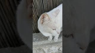 Кошки на камнях мяукают Мяу  Милые животные  Cats meow on stones  Cute animals  Memes  Pets 