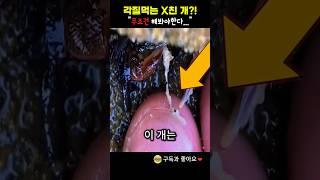 각질을 먹는 X친개 무조건 해봐야한다