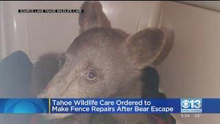 Tahoe Wildlife Care Ordered To Make Repairs After Bear Escape