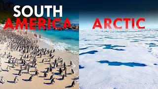 Why Are There Penguins in the Tropics?