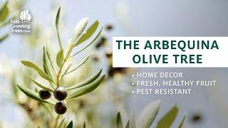 Arbequina Olive Tree - Fresh Olives on Your Patio