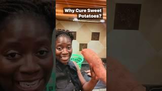 #sweetpotatos #curing #harvest #organicfood #gardeningtips #FoodPreservation #potatoes #holidayfood