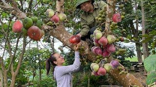 Giant figs, eat figs and bamboo tube rice. farm life