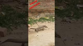 Monitor lizard #kgf2