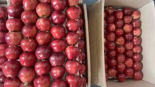 1 September 2024 Solan Mandi Update | Today's Apple Market | Himalayanfarming | Live Update