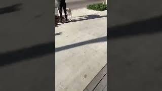 Лай и агрессия при виде собак. Результаты обучения в Школе Антуана Наджаряна #воспитаниесобак